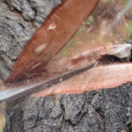 Tree Removal