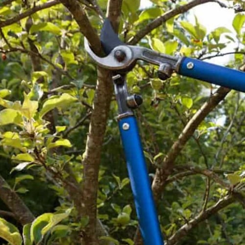 Tree Trimming