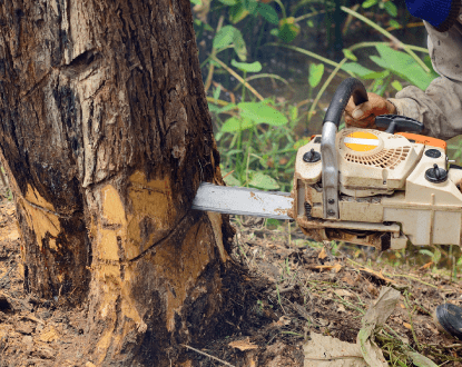 TREE REMOVAL
