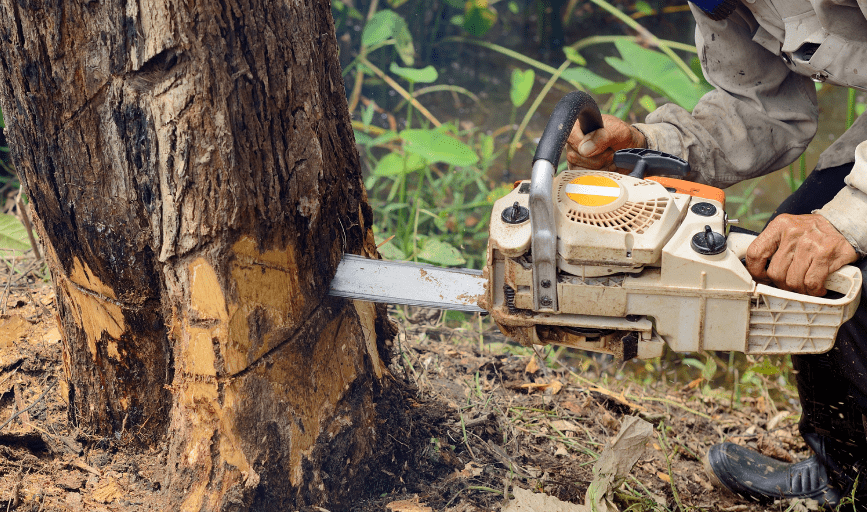 Bigs Tree Removal & Landscaping