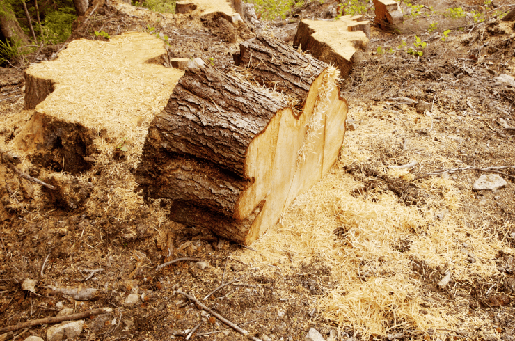 Bigs Tree Removal & Landscaping