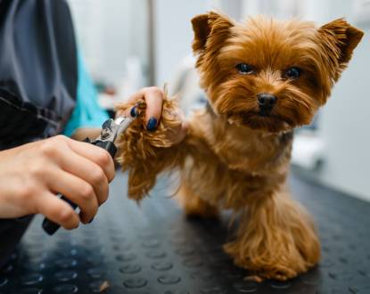 PET NAIL TRIMMING SERVICES