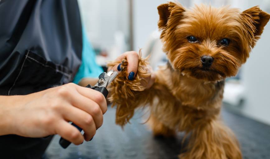 Canine Design by Gadi