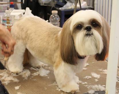 PET HAIRCUTS