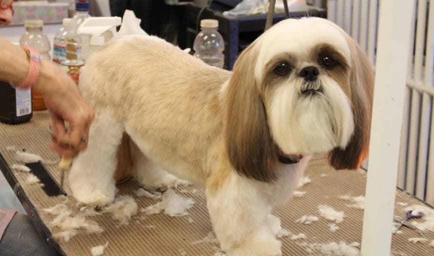 Canine Design by Gadi