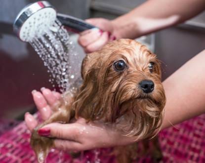 PET FLEA BATH SERVICES