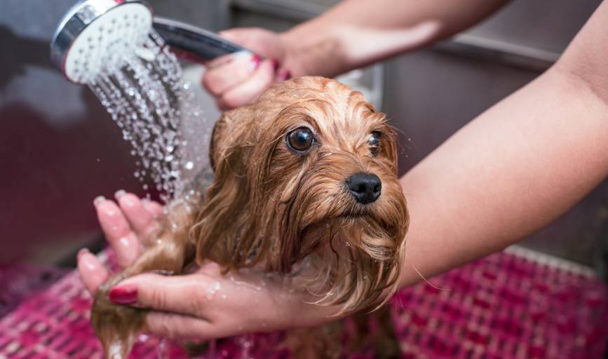 Canine Design by Gadi