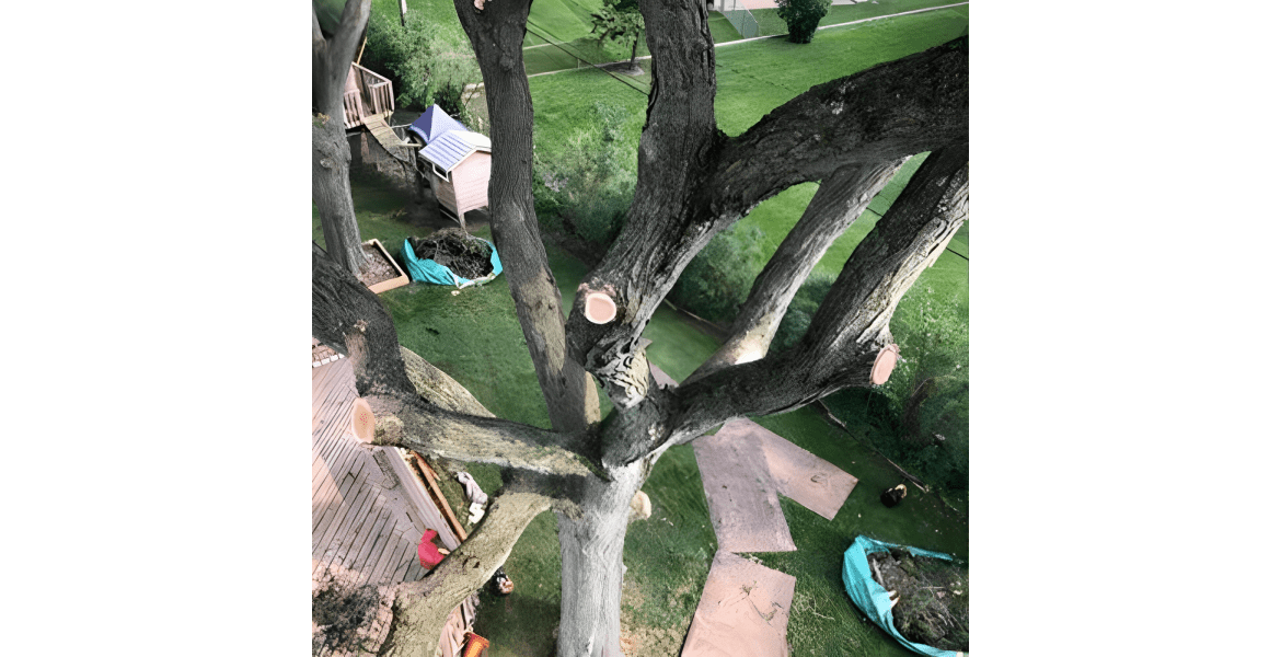 Philip's Tree and Stump Removal Inc.