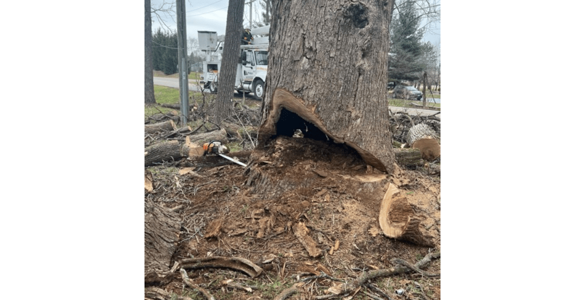 Philip's Tree and Stump Removal Inc.