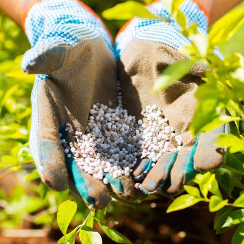 Lawn Fertilization