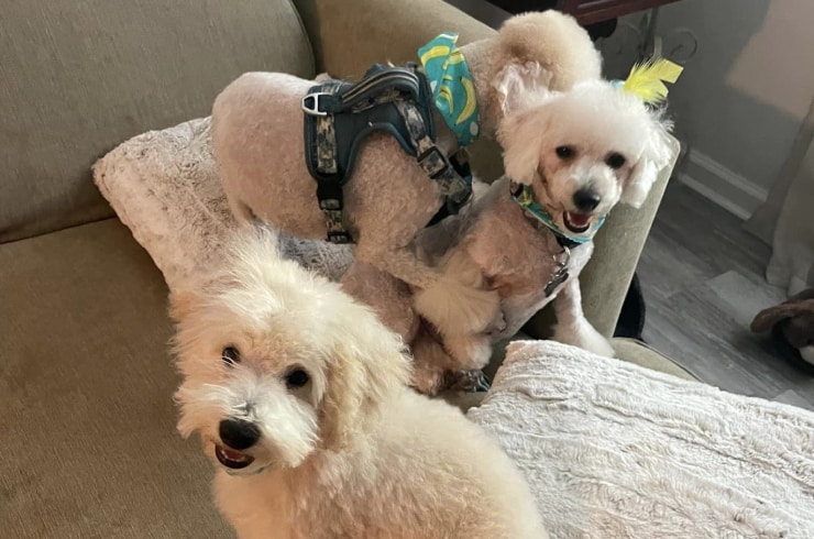 Magnolia Pets