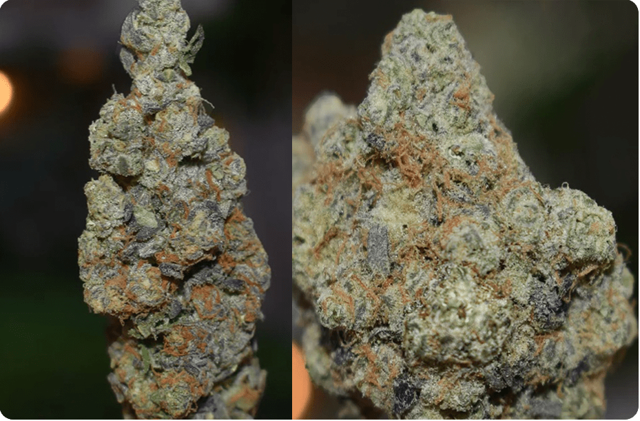 Cannabis Dispensary