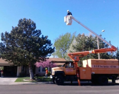 TREE HEIGHT REDUCTION