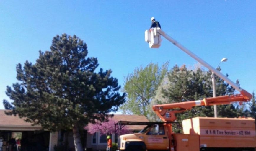 MNM Tree and Shrub Service