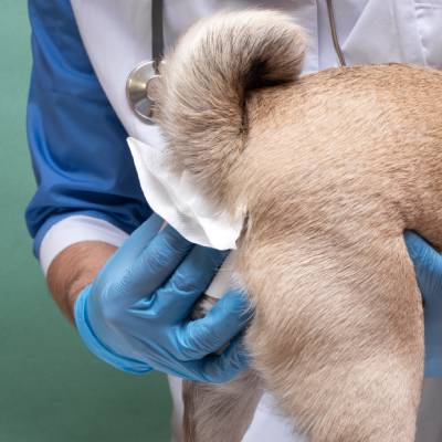 PET ANAL GLAND EXPRESSION
