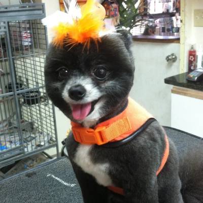 DOG GROOMING