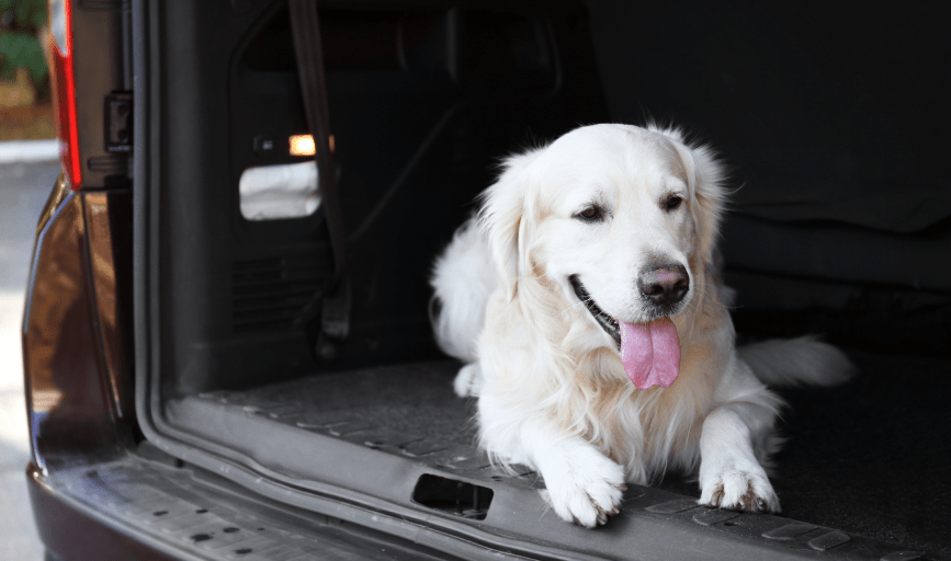 Luca Lodge Rescue Ranch