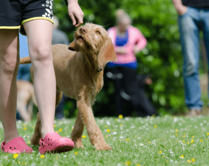 DOG TRAINING SERVICES