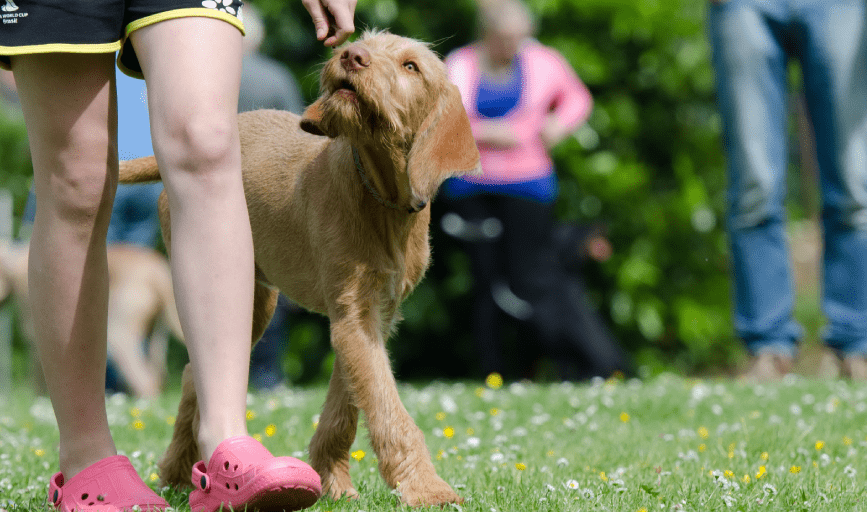 Luca Lodge Rescue Ranch