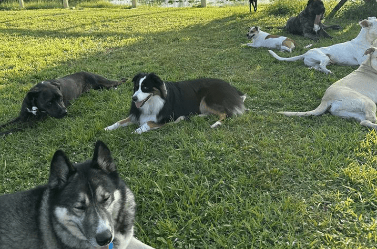 Luca Lodge Rescue Ranch