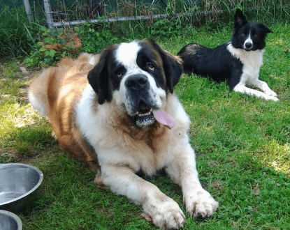 DOG DAY CARE SERVICES