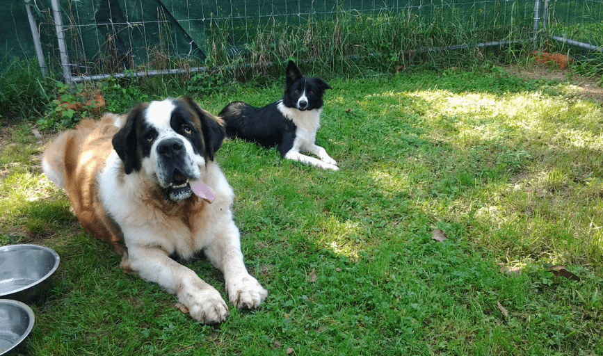 Luca Lodge Rescue Ranch