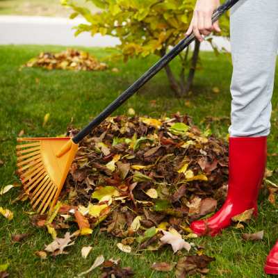 LEAF REMOVAL
