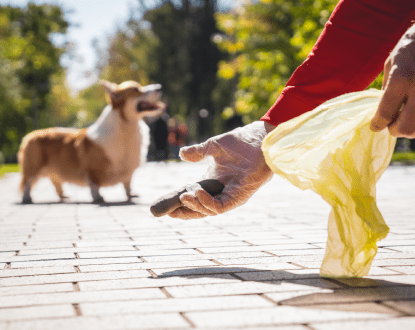 DOG POOP PICKUP SERVICES