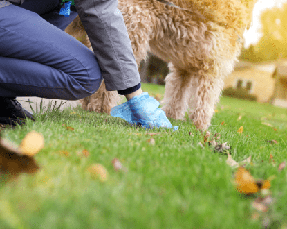 DOG POOP REMOVAL