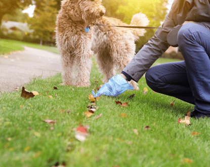DOG POOP CLEANUP SERVICES