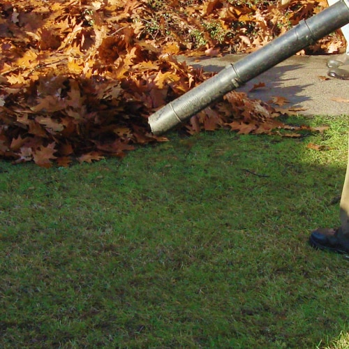 Leaf Removal
