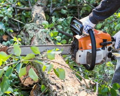 TREE TRIMMING SERVICES