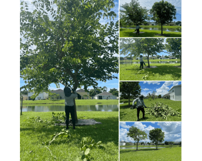 ECO-FRIENDLY TREE TRIMMING & PRUNING