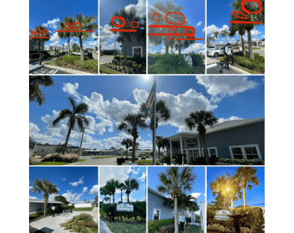 ECO-FRIENDLY PALM TREE TRIMMING & PRUNING WITH DEBRIS REMOVAL