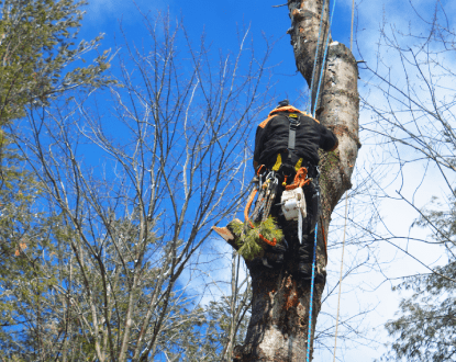 EMERGENCY TREE REMOVAL
