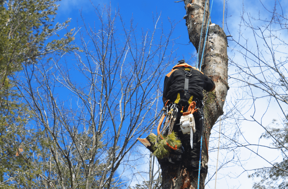 Ram'z Tree Service and More
