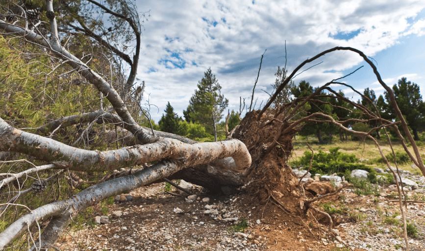 Cajun Alaskan Services