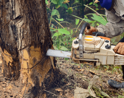 TREE CUTTING