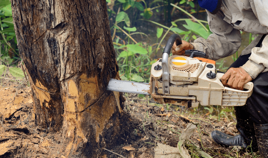 Sam's Expert Tree Service