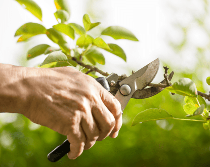 TREE TRIMMING