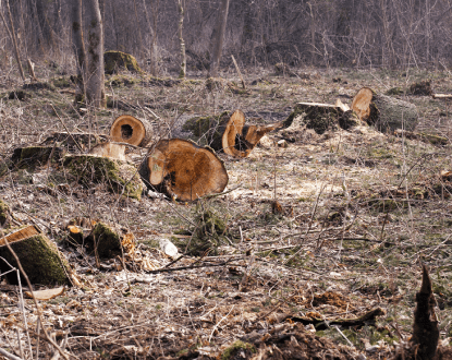 TREE DEBRIS CLEANING