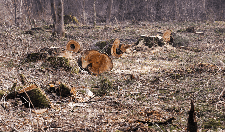 Sam's Expert Tree Service