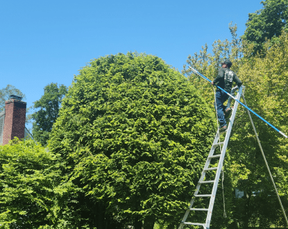 TREE TRIMMING