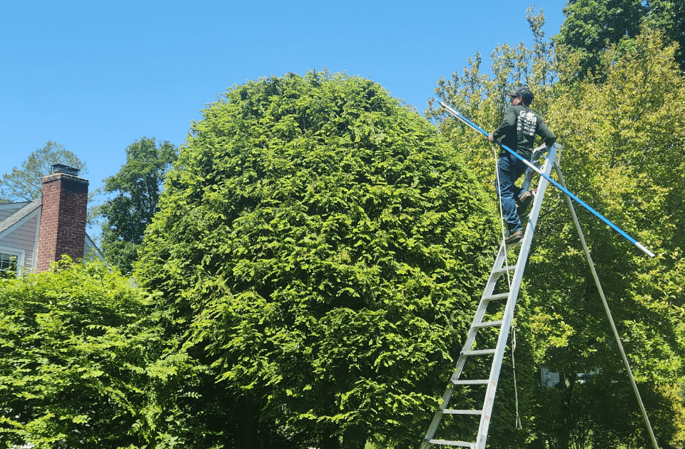 Ram'z Tree Service and More