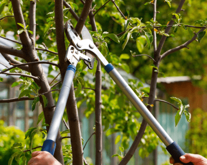 TREE TRIMMING SERVICES