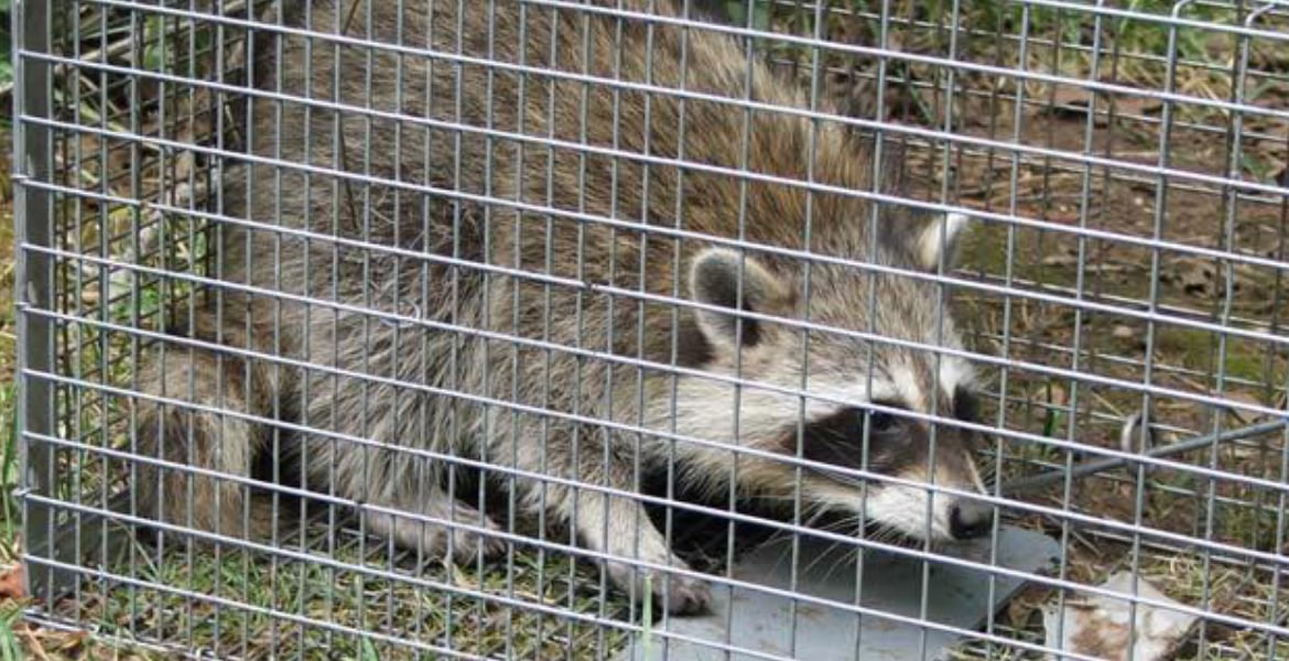 On Target Pest Control