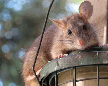 RAT EXTERMINATION SERVICES