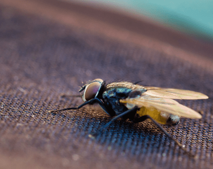 FLY EXTERMINATION SERVICES