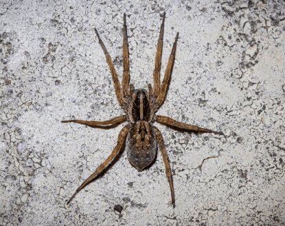 SPIDER EXTERMINATION SERVICES