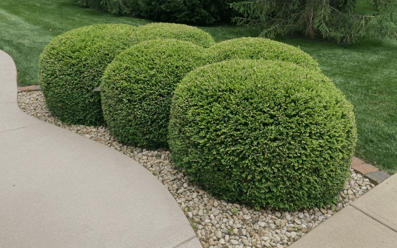 Shrub Trimming